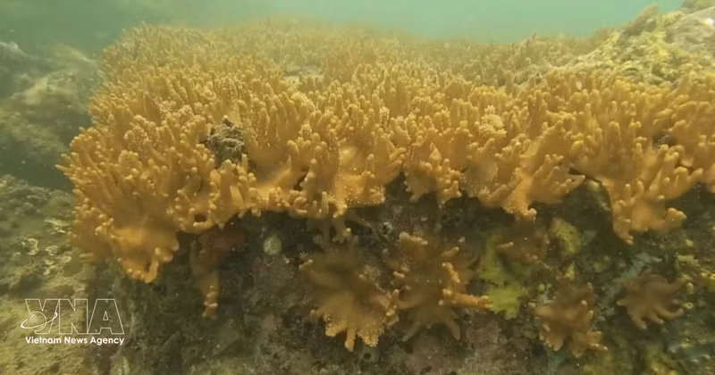 Se acaba de descubrir un coral ramificado de la especie del coral en la Reserva Marina de la provincia de Ca Mau. (Foto: VNA)