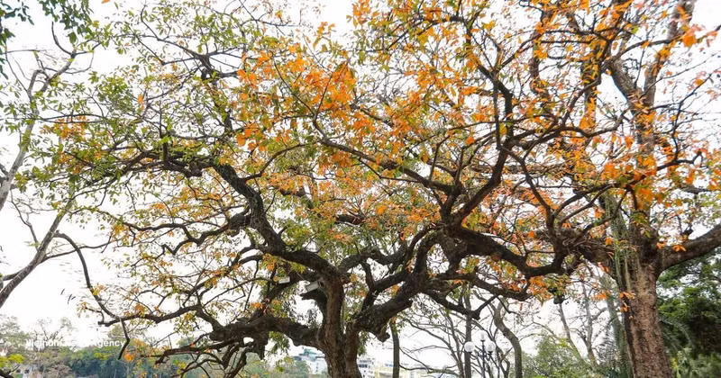 Belleza del lago Hoan Kiem, en Hanói. (Foto: VNA)