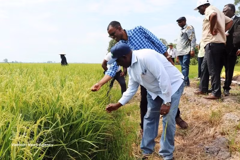El ministro de Agricultura de Zambia, Reuben Mtolo Phiri (primero a la izquierda), conoce la variedad de arroz OM19 cultivada en la cooperativa Tien Thuan en la comuna de Thanh Quoi, ciudad de Can Tho. (Foto: VNA)