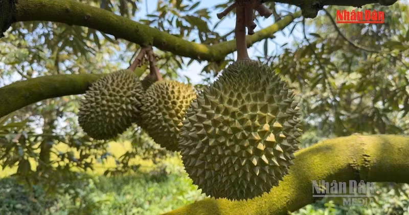 [Vídeo] India abre su mercado al durián fresco de Vietnam