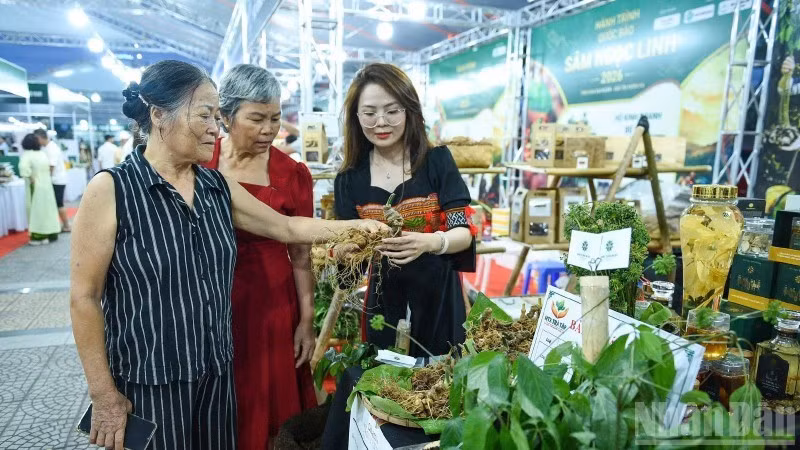 Celebrarán en Da Nang Festival Internacional del Ginseng Ngoc Linh y de Plantas Medicinales