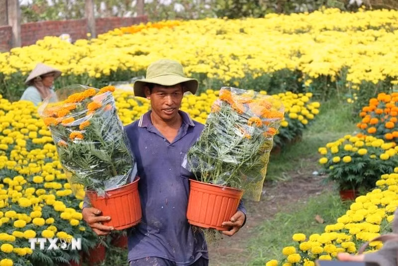 Las aldeas de flores y plantas ornamentales en Vinh Long experimentan una gran demanda durante el Tet (Foto: VNA)