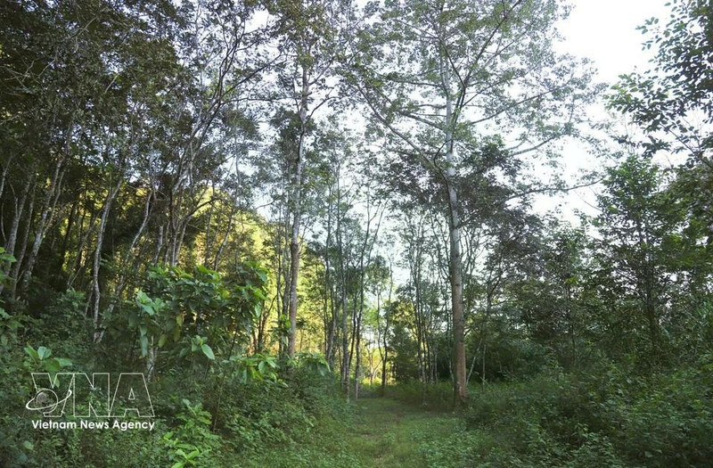 En el Jardín Botánico Periférico de Pu Huong. (Fuente: VNA)