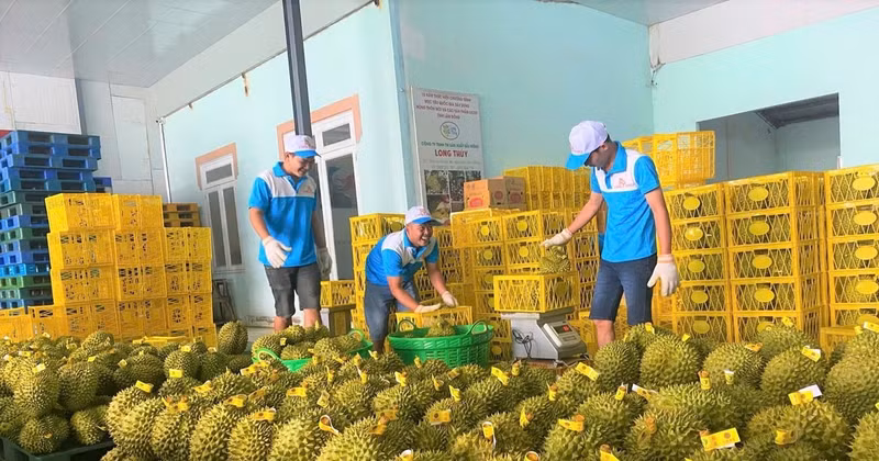 China aprecia calidad del durián de Lam Dong