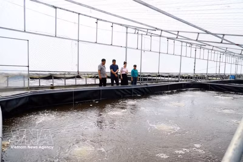 Modelo de cultivo industrial de camarones en la provincia de Quang Ninh. (Foto: VNA)