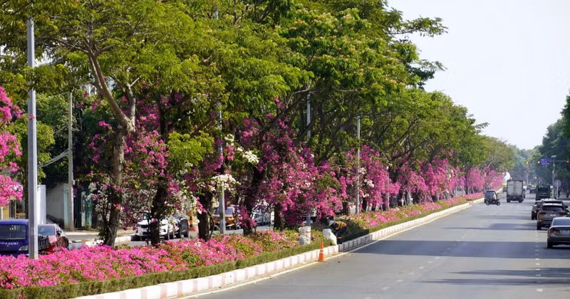 Las buganvillas brillan bajo el follaje verde en un tramo de la calle 3/2, en el barrio de Tam Thang, en Ciudad Ho Chi Minh.