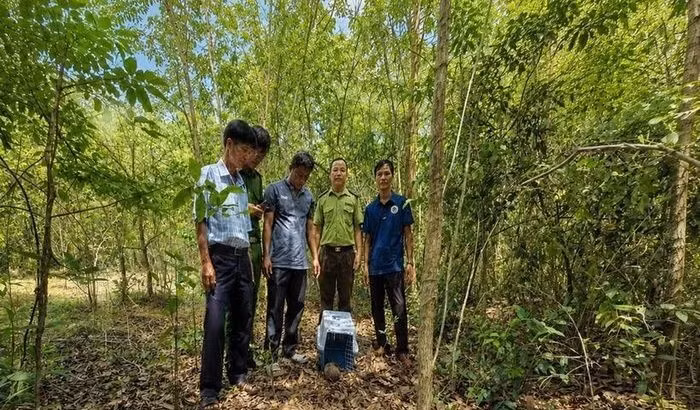 El lugar de liberación se selecciona cuidadosamente para proporcionar las condiciones ecológicas adecuadas y mejorar las posibilidades de supervivencia del pangolín en la naturaleza.