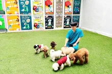 Mercado vietnamita de mascotas atrae a las empresas surcoreanas