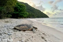 Una rara tortuga marina (Foto: VNA)
