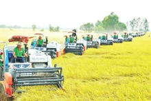 Foto de ilustración (Fuente: Nhan Dan)