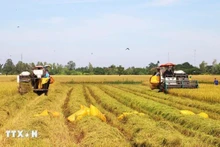 Foto ilustrativa (Fuente: VNA)