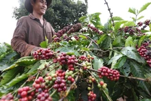 Las exportaciones de café de Vietnam alcanzan un nivel histórico en los primeros siete meses de 2025. (Foto: VNA)