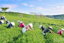 Cuatro récords en primer Festival Internacional del Té celebrado en Vietnam (Foto: Nhan Dan)