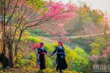 Festival de durazneros silvestres de Lao Cai se celebrará a principios de enero 