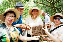 Ecoturismo de provincias del Suroeste vietnamita atrae visitantes