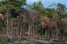 Foto de ilustración: greeninvietnam.org