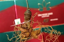 Ginseng Ngoc Linh. (Foto: VNA)
