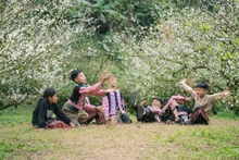 Ciruelos fuera de temporada en Moc Chau florecen blancos inmaculados en pleno invierno