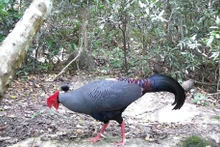 Descubren animales preciosos en Reserva Natural Ea So