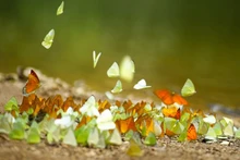 Temporada mágica de mariposas en el Parque Nacional Cuc Phuong