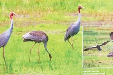 Grullas de cabeza roja en el Parque Nacional Tram Chim. (Foto: Parque Nacional Tram Chim)