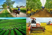 BAD y BIDV impulsan la agricultura sostenible en Vietnam con financiamiento de 250 millones de dólares. (Foto: baochinhphu.vn)