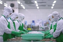 Procesamiento de camarones para exportación en el Delta del Mekong. (Foto: qdnd.vn)