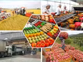 [Vídeo] Exportaciones agrícolas mantienen dinamismo 