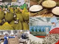 [Vídeo] Exportaciones vietnamitas de productos agroforestales y acuáticos consolidan su tendencia alcista