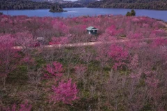 Cerezos en flor en Muong Phang. (Foto: Servicio de Cultura, Deportes y Turismo de la provincia de Dien Bien)