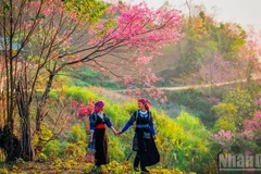 Festival de durazneros silvestres de Lao Cai se celebrará a principios de enero 