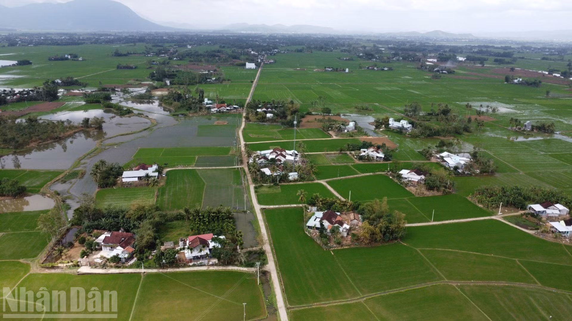 La zona propensa a inundaciones de Hoa Thinh luce esta primavera con viviendas renovadas y extensos arrozales teñidos de verde intenso.