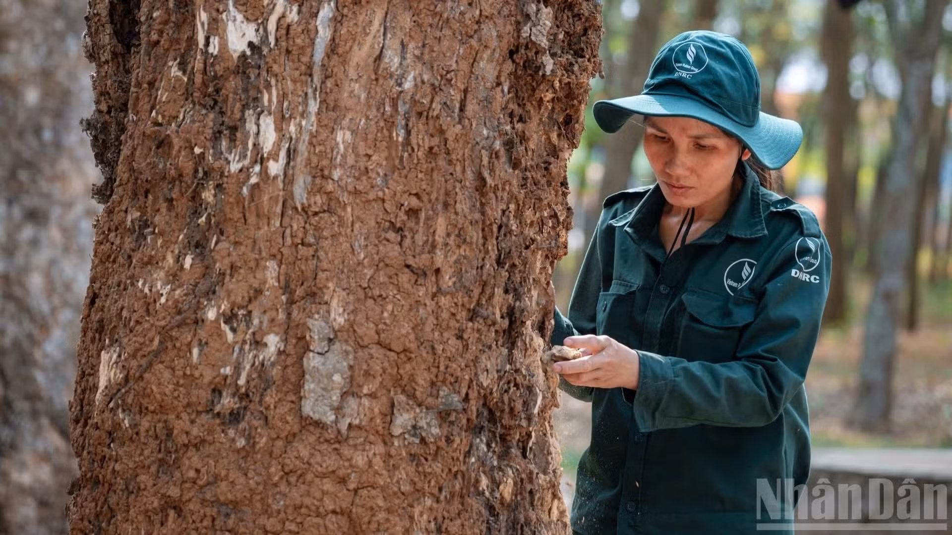 Dong Nai fue el primer lugar de Vietnam donde se cultivó caucho. A principios del siglo XX, tras diversos estudios, los franceses comprobaron que el suelo y el clima eran adecuados, por lo que realizaron una plantación experimental de unas mil plantas caucheras. Tras su buen desarrollo y alto rendimiento, las plantaciones se extendieron por todo el sudeste del país.