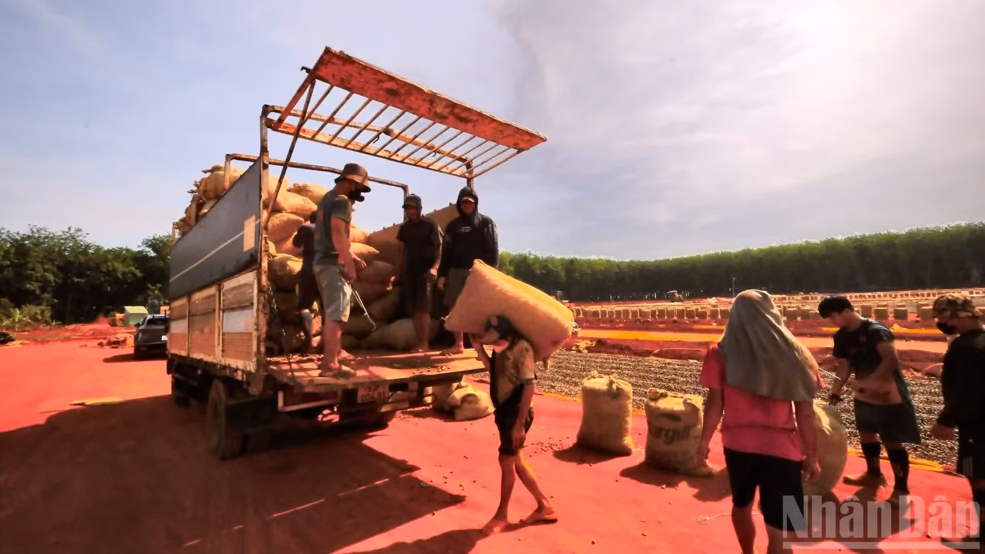 También es la capital del anacardo, con una superficie de cultivo cercana a las 176 mil hectáreas, casi la mitad del total nacional. En la actualidad, es el principal centro de producción, procesamiento y exportación de anacardos del país.
