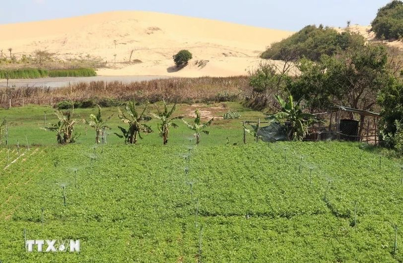 Con una inversión total superior a los 37,1 millones de dólares, el proyecto de adaptación climática se implementará en los distritos de Ninh Son, Ninh Phuoc y Thuan Nam de la provincia de Ninh Thuan (Foto: VNA)