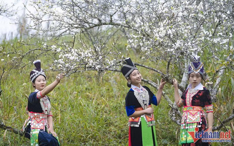 Este lugar se ha convertido en un destino ideal para muchos turistas en la temporada de floración (Foto: T.T) Este lugar se ha convertido en un destino ideal para muchos turistas en la temporada de floración (Foto: T.T)