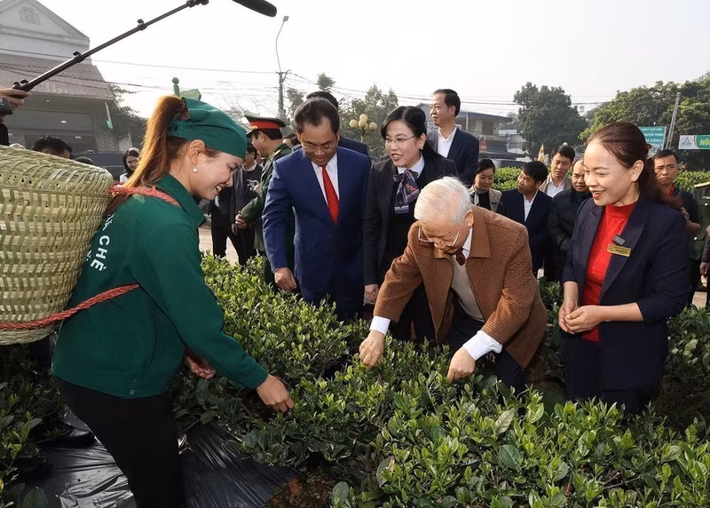 El secretario general del Partido Comunista de Vietnam Nguyen Phu Trong visita el jardín de té de la cooperativa Hao Dat, en la ciudad de Thai Nguyen, el 10 de enero de 2023. (Foto: VNA)