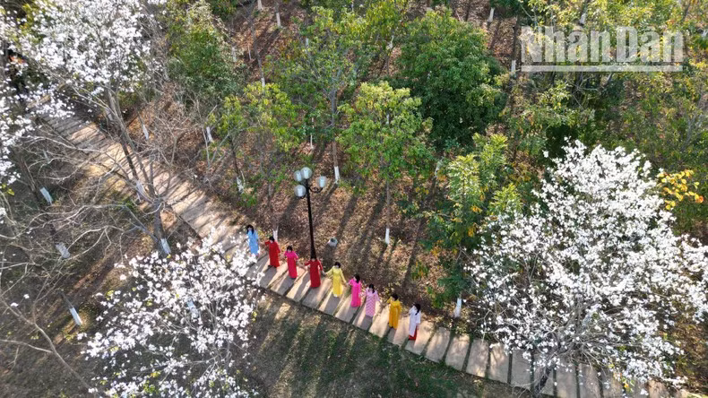 En Son La, los árboles Bauhinia también se plantan en áreas centrales de distritos y ciudades, adonde los turistas concurren para tomar fotos.