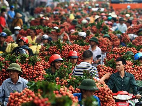 En la temporada de cultivo de lichi en Bac Giang (Foto: VNA)