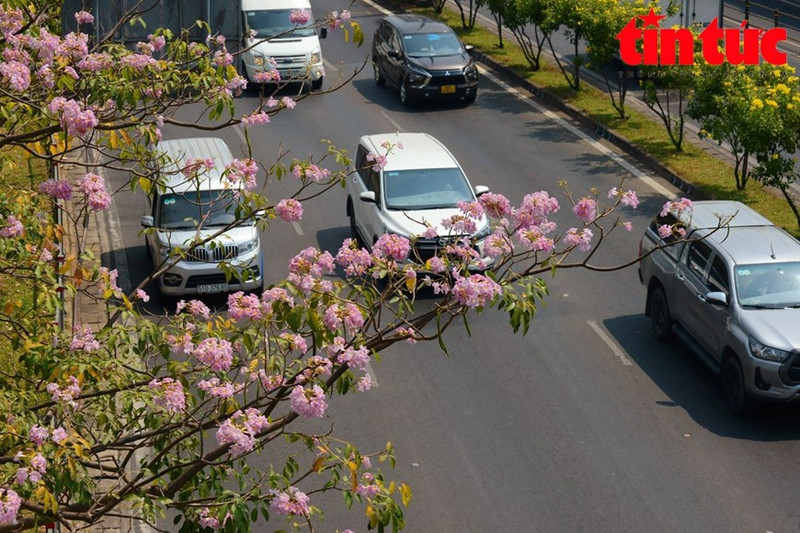 Flores de trompeta rosa embellecen calles de Ciudad Ho Chi Minh
