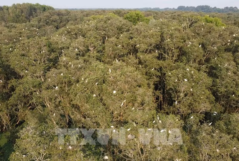 El bosque también es considerado el "territorio" de las cigüeñas y los calderos. Los visitantes se sumergirán en la "sinfonía" natural de los cantos de las cigüeñas y los calderos.