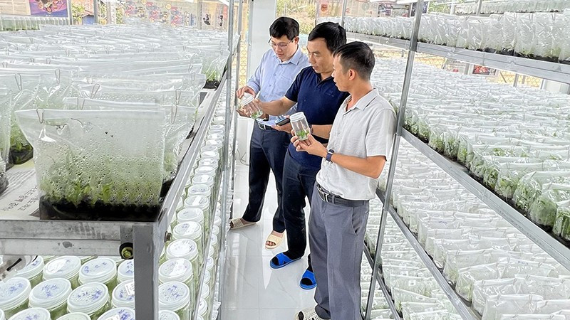 En una empresa en la provincia de Gia Lai (Foto: Nhan Dan)