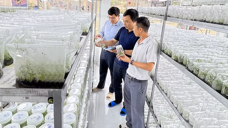 En una empresa en la provincia de Gia Lai (Foto: Nhan Dan)