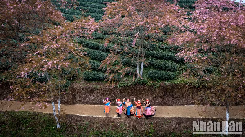 Cerezos japoneses florecen en las montañas.