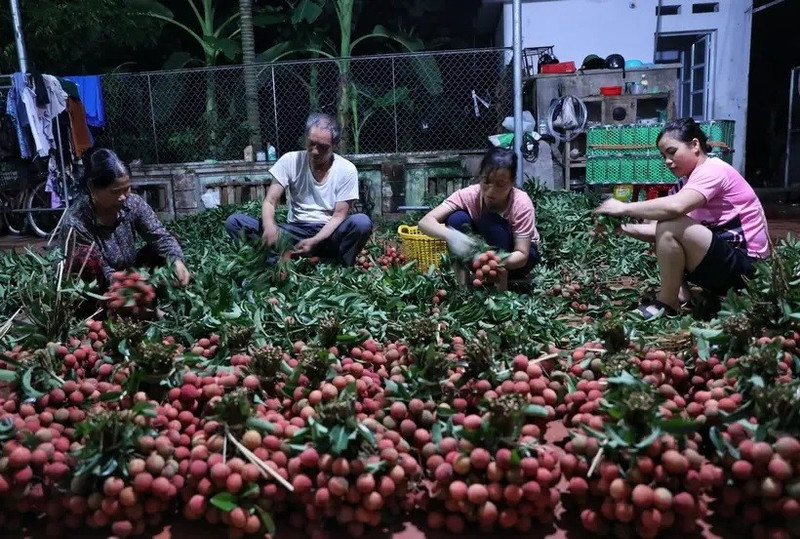Lichis de Luc Ngan, especialidad de la provincia de Bac Giang (Foto: VNA)