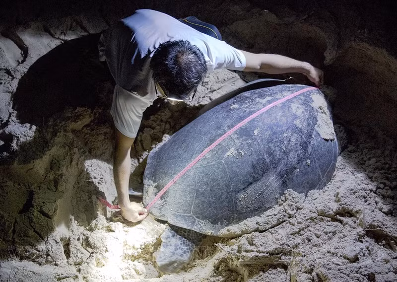 Chequeo de salud de una madre tortuga que da a luz en la costa.