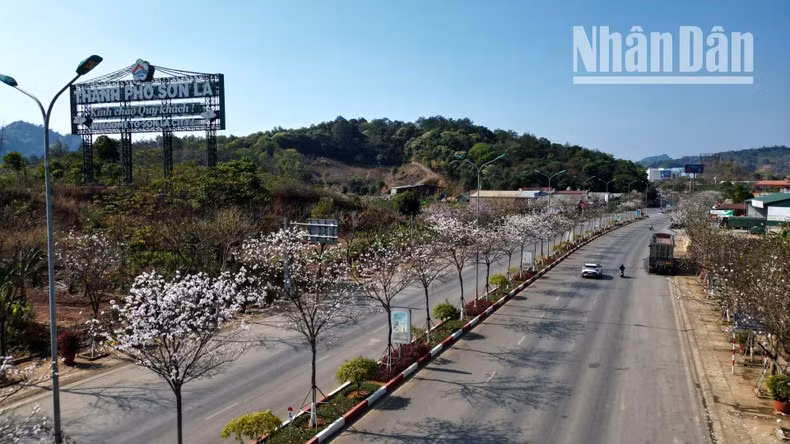 A ambos lados de la Carretera Nacional 6 o de los escarpados acantilados, desde la ciudad de Moc Chau, los distritos de Yen Chau y Mai Son hasta la ciudad de Son La y luego el distrito de Thuan Chau, las flores “Ban” están en plena floración.