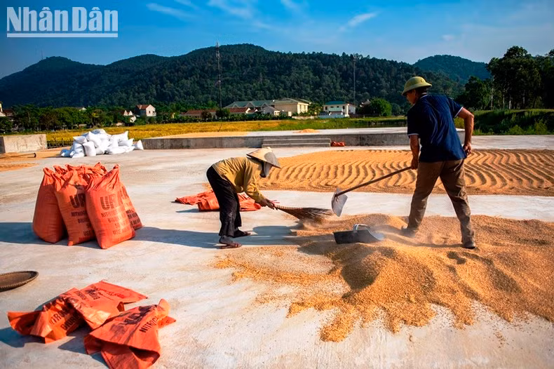 La maravillosa temporada dorada en provincia vietnamita ảnh 5