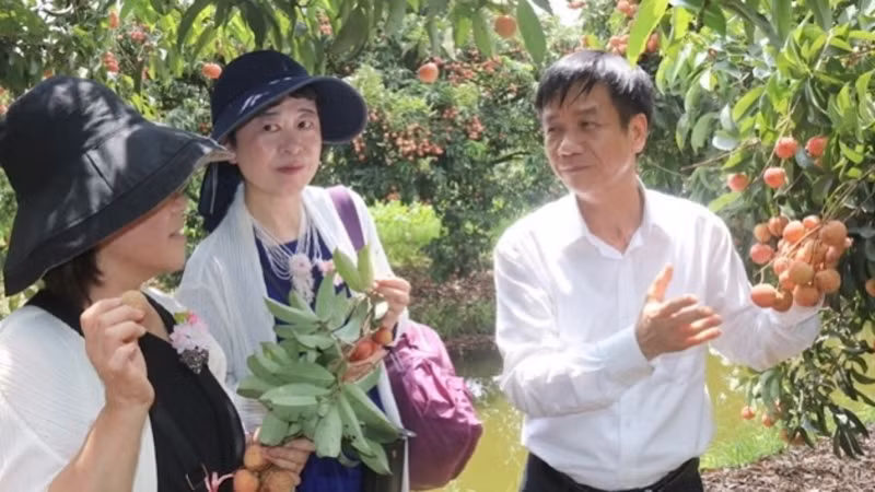 Una empresaria japonesa y el director del Servicio de Industria y Comercio de Hai Duong en un área de exportación de lichi en el distrito de Thanh Ha