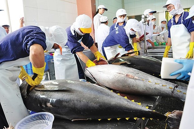 Exportaciones de atún al Reino Unido aumentarán en los próximos meses